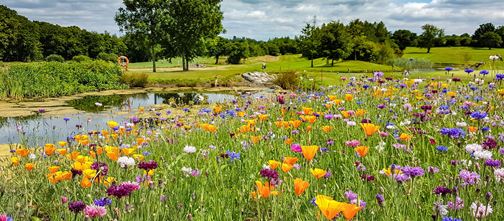 Beautiful flowers on The Wales National Course