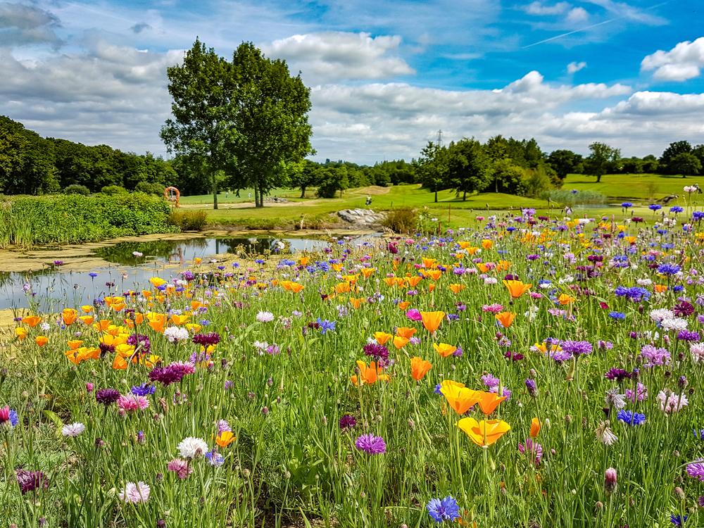 A field of wildflowers with various colors blooms near a small pond, surrounded by green grass and trees under a cloudy sky.